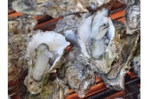 ★WEB予約で500円引★【多治見発】*日帰り昼食付*『鳥羽浦村かき小屋 焼きかき・蒸しかき食べ放題!』