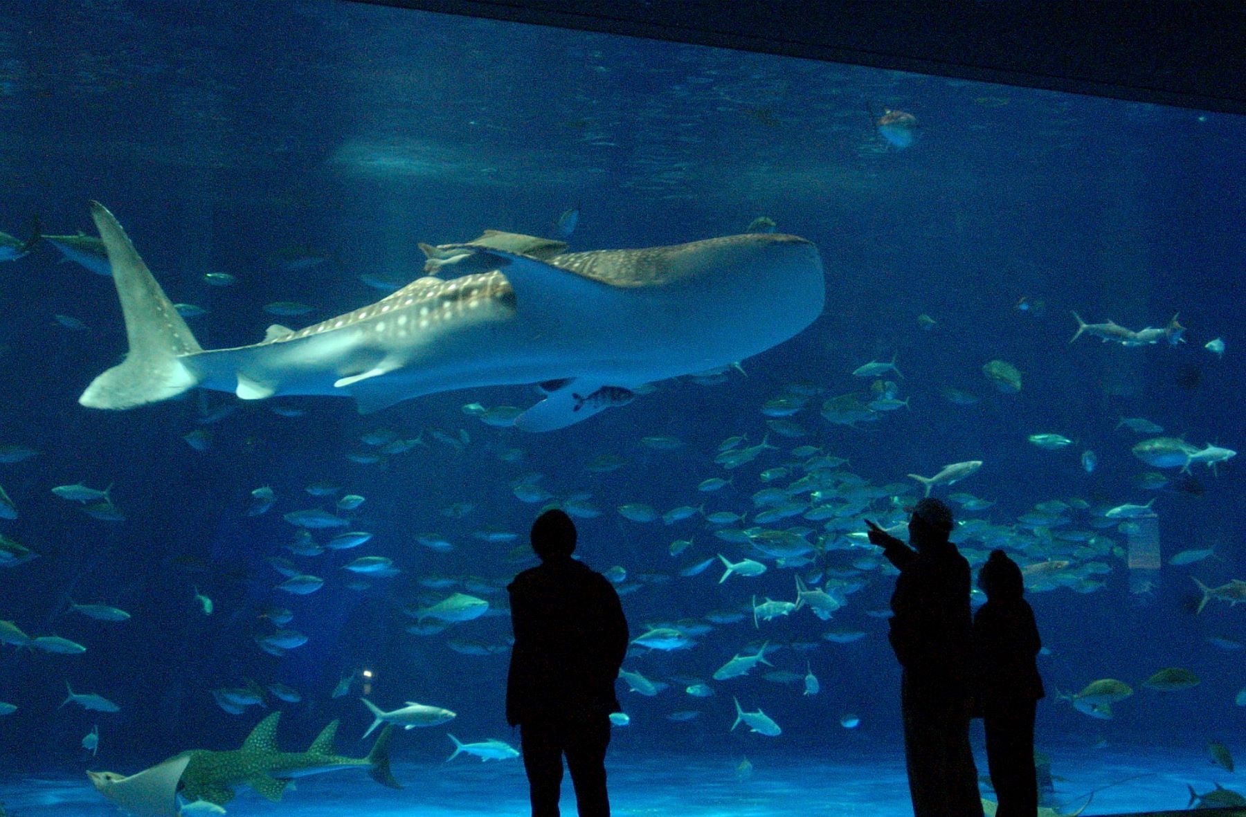 いおワールドかごしま水族館（Aquarium）とランチバイキング（Lunch Buffet）🐬日帰りバスツアー🚌1