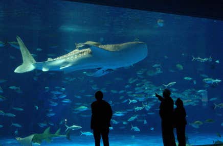 いおワールドかごしま水族館（Aquarium）とランチバイキング（Lunch Buffet）🐬日帰りバスツアー🚌