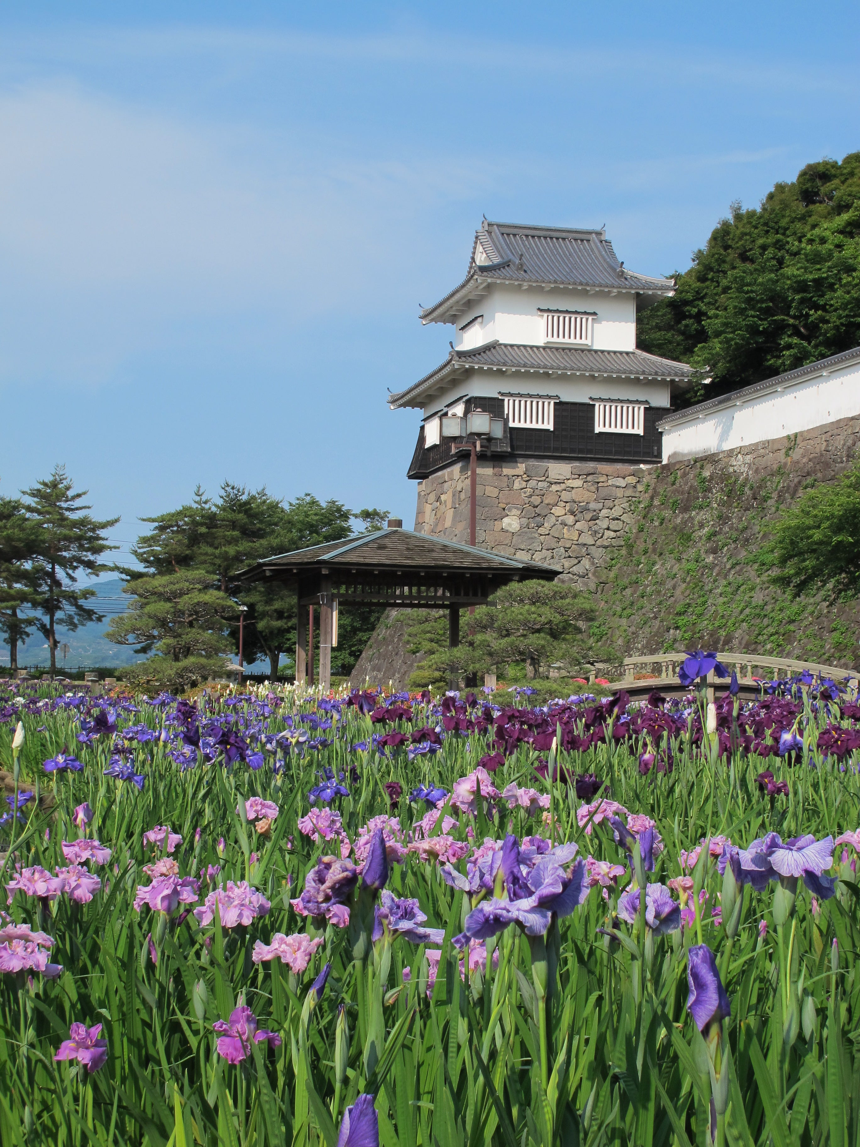 約30万本の花菖蒲・日本初の観光コーヒー園と地産地消ランチバイキング日帰りバスツアー🚌1