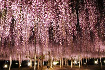 【秋田市内発】 北関東の春の3つ花めぐり あしかがフラワーパークの大藤　～ふじのはな物語～　と 国営ひたち海浜公園のネモフィラ＆館林のつつじが岡公園 2日間