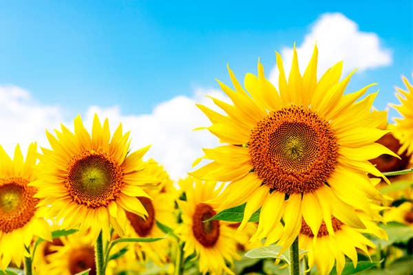 向日葵 てはん「向日葵～sunflower～」 | てはん・ハンカチ | 永楽屋