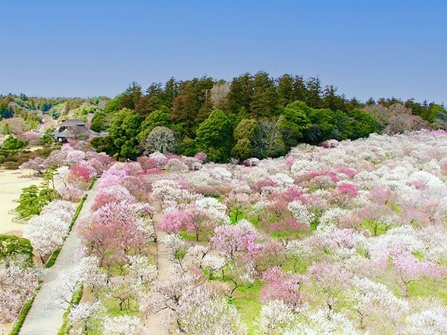■【茨城】梅の香りに誘われて♪日本三名園偕楽園「水戸の梅まつり」へ！いちご狩り食べ放題＆新登場！森の中迎賓館「水戸プラザホテル」和食ランチ×梅酒と酒の資料館「別春館」★1
