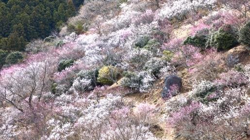 ＜Web割対象商品＞【キングツアーバス旅】「湯河原・京家」の蟹料理と幕山を覆い尽くす紅白の春景色！「湯河原梅林・梅の宴」〔聖蹟桜ヶ丘・府中・調布発〕1