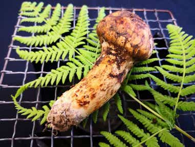 【小倉・黒崎・引野口発】秋味覚の王様×香り高き山の幸　旬の生松茸と秋を楽しむGo-To熊本　日帰り　