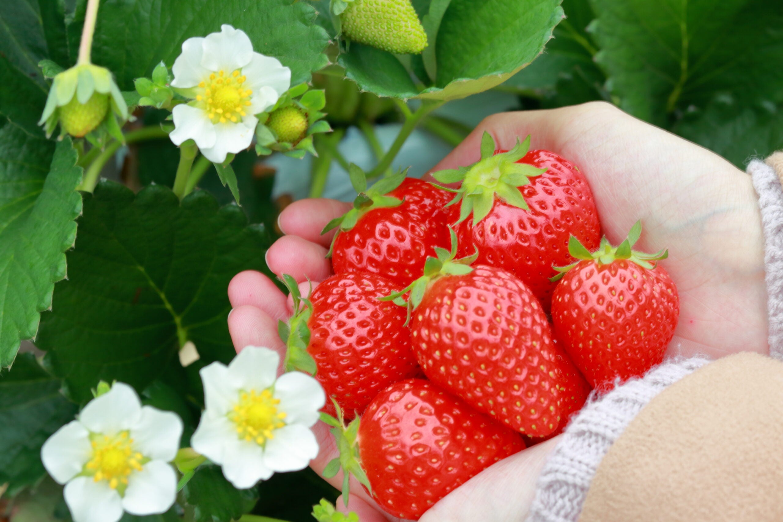 満腹必至!?かに尽くし食べ放題＆いちご狩り食べ放題 絶景の台湾のお寺「佛光山 法水寺」と人気の道の駅2