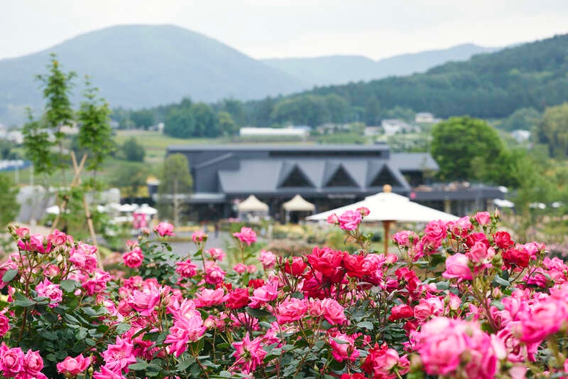 【埼玉県内発】 憧れの「森の中の迎賓館」で選べる和・洋・中ランチ バラ香るお花畑　いばらきフラワーパーク2
