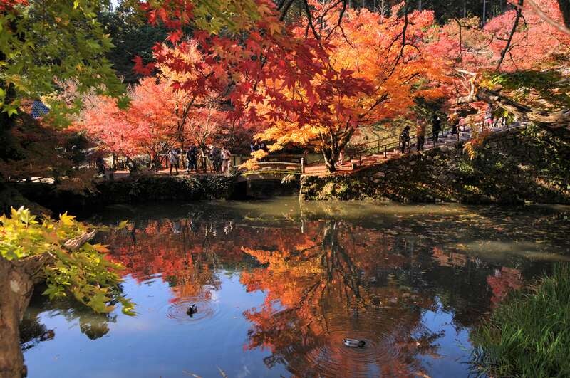 【岡山発】 紅葉グルメミステリーツアー　日帰り3