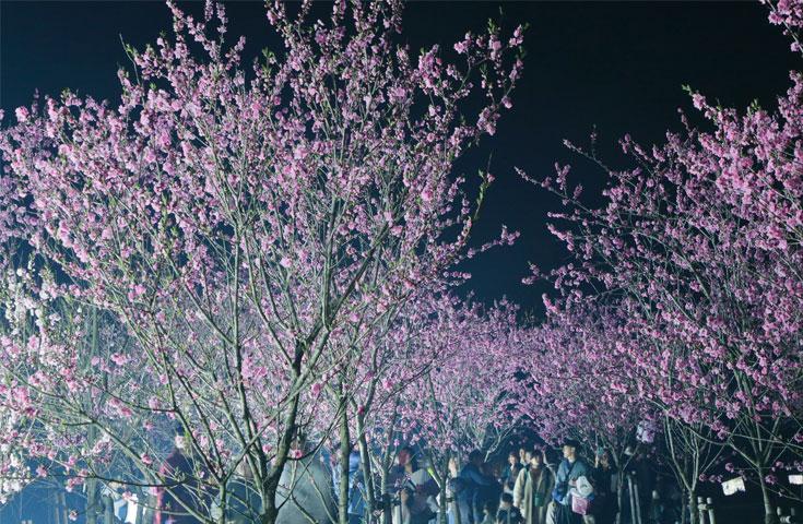 【新宿発】3/21出発限定！桃源郷に輝く光の祭典!?「第50回 古河桃まつり」＆旬のいちご狩り＆佐野プレミアムアウトレットでお買い物！春を満喫バスツアー2