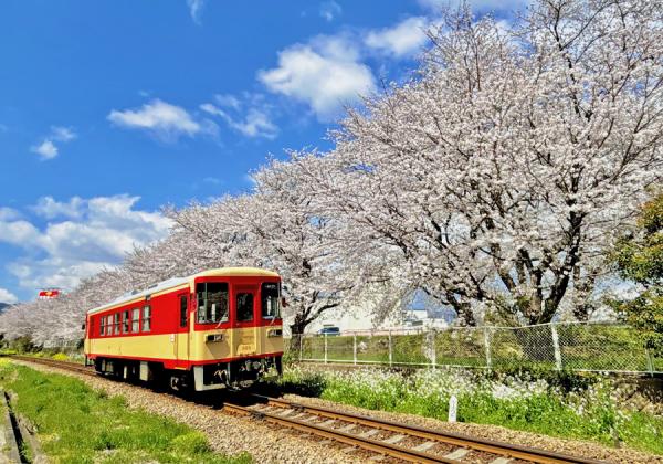 小京都秋月の桜トンネルと甘木鉄道お花見列車と草場川の桜並木と百年古民家レストランで枡箱ランチ1