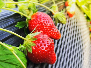 ■【栃木】＜平日限定＞春の王道ルート！【いちご狩り食べ放題×いちご大福】＆栃木ブランド牛すき鍋食べ放題！金目鯛と湯波三昧膳＆世界遺産「日光散策」