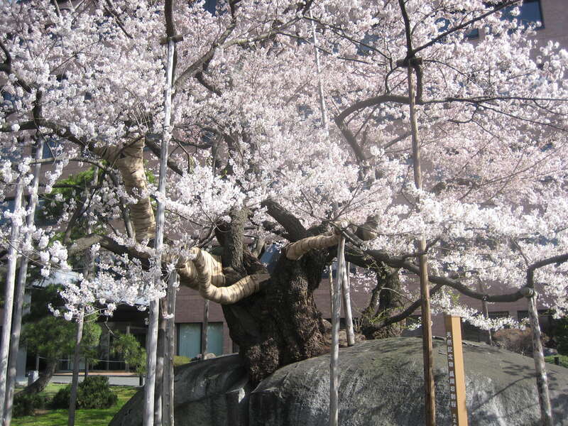 【秋田市内発】 岩手を代表する桜の名所「北上展勝地」「石割桜」「盛岡城址公園」＆体に優しいひなのランチビュッフェ 日帰り2