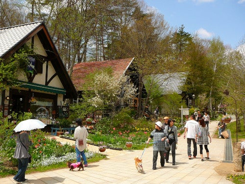 【名古屋発】山梨で大玉さくらんぼ狩り食べ放題と清里「萌木の村」＆清泉寮3