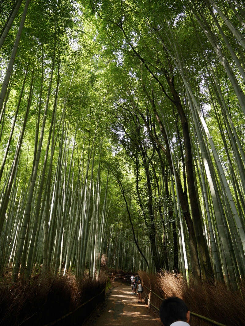 【東京駅・品川駅・新横浜駅発】 京都・嵐山の桜と京都フリータイム　日帰り2
