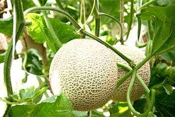 【さいたま新都心発】静岡 メロンの王様 夢のマスクメロン１玉狩り（持ち帰り）と さらに完熟桃１箱のお土産付き！旅フルコース日帰り３食付き