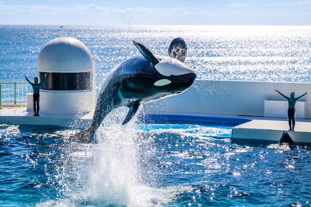『動物たちに癒される日帰りツアー！房総２つのテーマパーク「鴨川シーワールド」＆「マザー牧場」』【東京駅出発】1