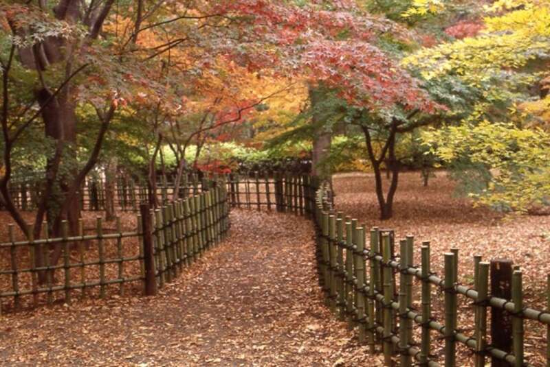 【茨城県内発】 紅葉に染まる高尾山ハイキングと深大寺　日帰り3