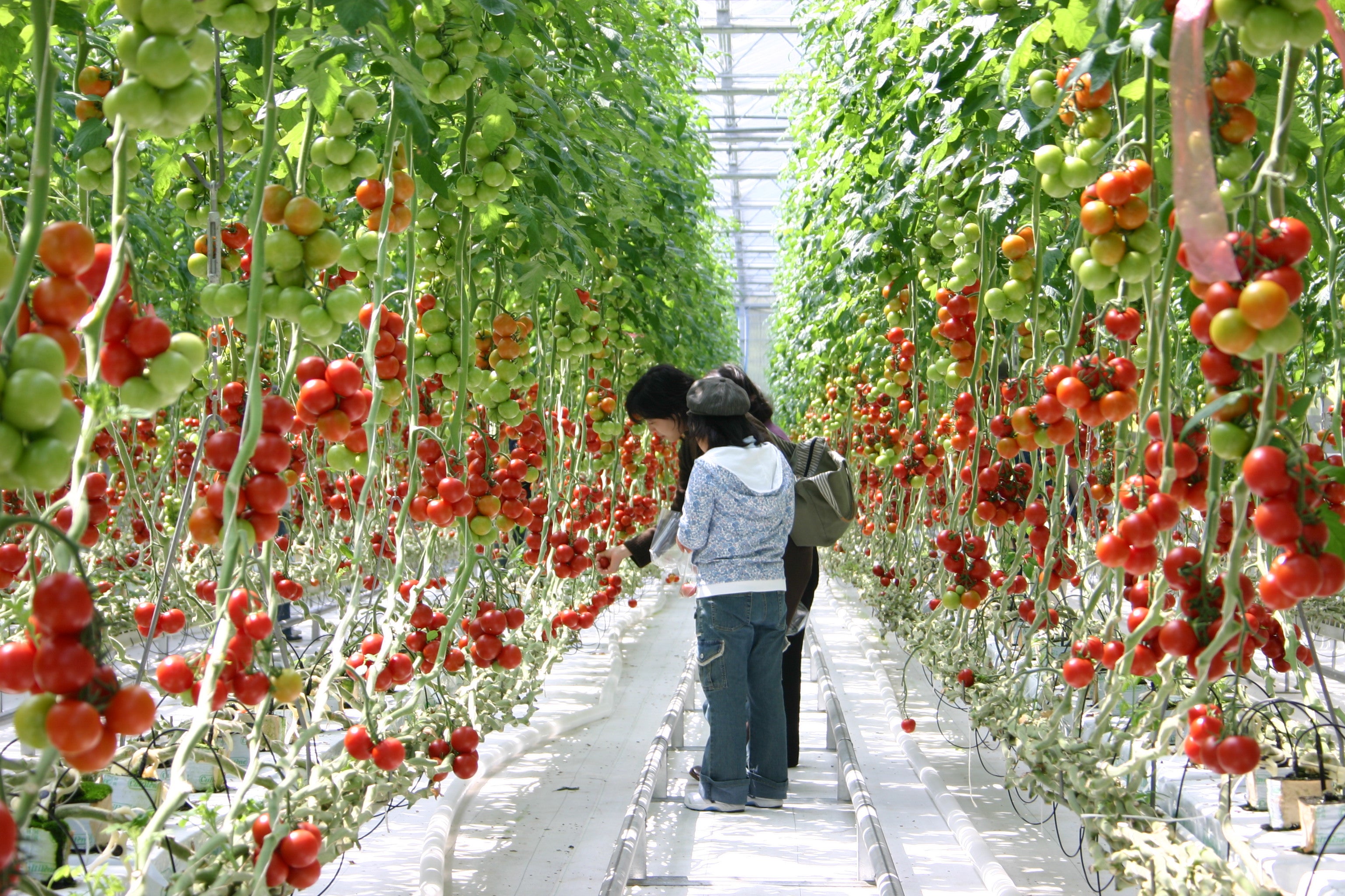 【石巻・仙台発】旅のすごろく市6月　トマト尽くし！トマトコースランチトマト狩りとあぶくまラベンダー（日帰り）2