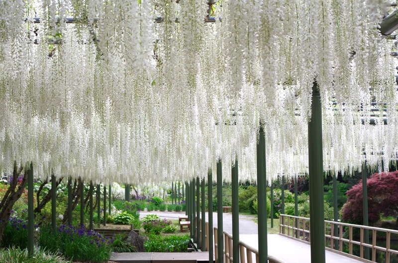 【近鉄京都駅発】 《近鉄特急ひのとり利用》ＧＷ出発・富士山眺望！日本平ロープウェイ・久能山東照宮と大井川鐡道・浜名湖花フェスタ２日間3