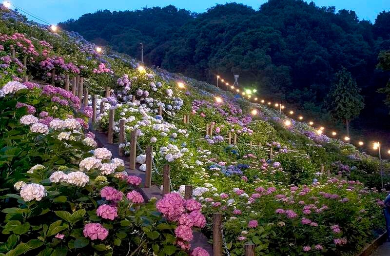 【福井県内発】 東海地区屈指のあじさい名所　形原温泉5万株のあじさい祭りと蒲郡マスクメロン狩り　　日帰り3