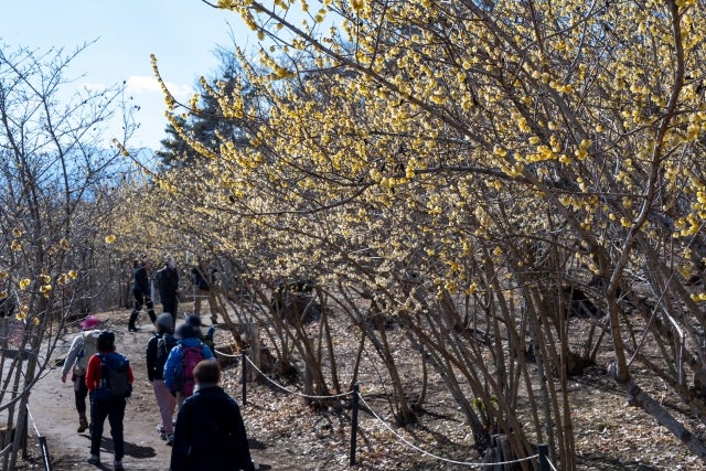 【千葉中央バス・JR千葉・京成津田沼発】ぽかぽかこたつ舟＆宝登山のロウバイ　長瀞名物　鮎めしの昼食＜コースNo.24-1102-B＞（京成トラベルサービス）2