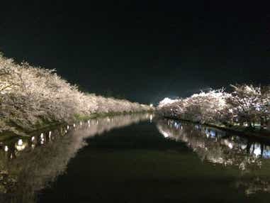 【静岡・新富士・三島発】 絶景のローカル線「五能線」と雪の回廊 東北二大桜・弘前公園 夜桜ライトアップと角館（３日間）
