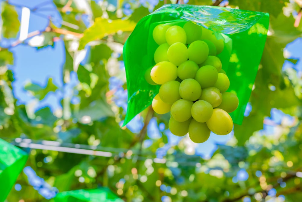 シャインマスカット狩り食べ放題バスツアー！桔梗信玄餅詰め放題とかぼちゃほうとう御膳昼食付2