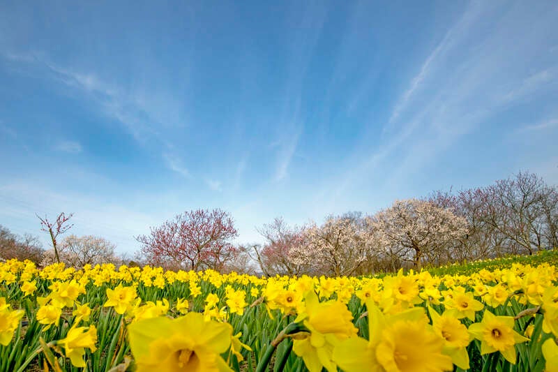 【岡山・倉敷発】 いちごに恋するミステリーツアー　日帰り3