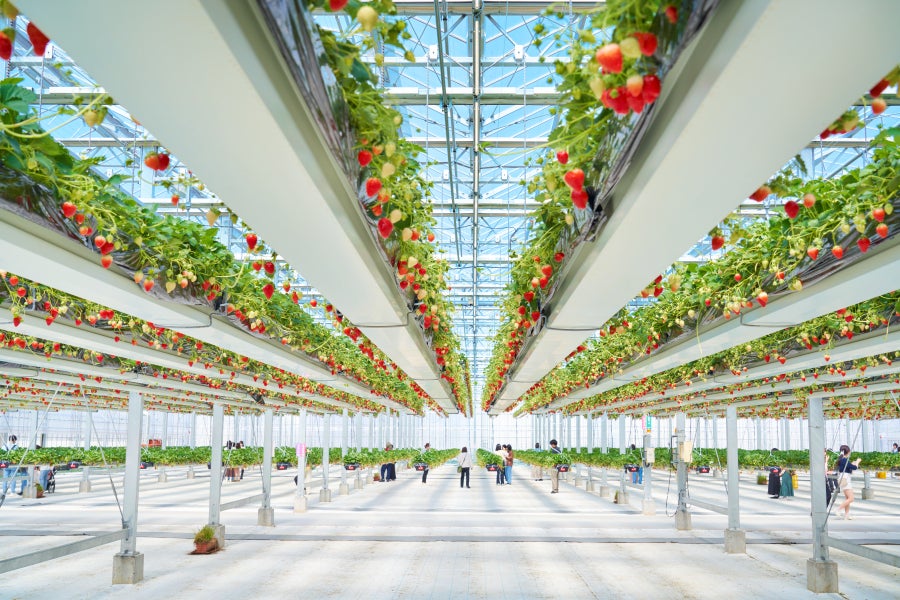 【旧千葉中央バス・JR千葉・京成津田沼発】ミュージアムパーク茨城県自然博物館と空中いちご狩り＜コースNo.25-1128-B＞（京成トラベル）3