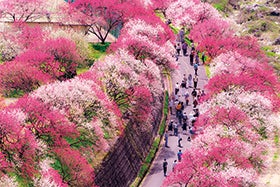 山野草の宿二人静と花の南信州3