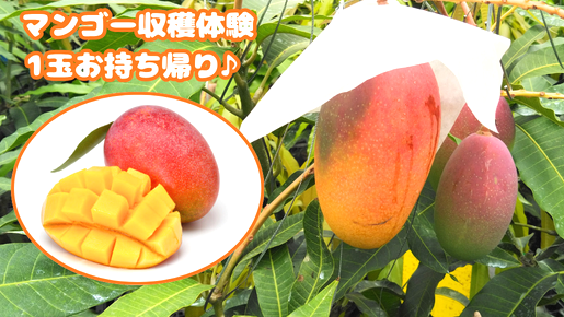 ＜Web割対象商品＞【キングツアーバス旅】夏の高級2大フルーツメロン半玉デザート＆マンゴー狩り♪マイナスイオンでリフレッシュ！名瀑 浄蓮の滝〔狛江・新百合ヶ丘発〕1
