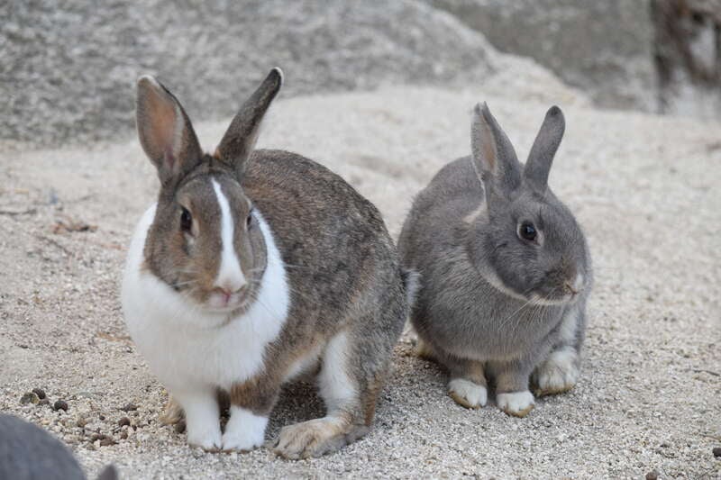 【ＪＲ和歌山駅発】 今治国際ホテルに泊まる！松山城・しまなみ海道と「うさぎ島」大久野島２日間3