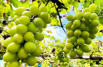 全日程催行決定🚌🚌[新宿発]有名専門店のほうとうは鉄なべで熱々！ジューシーなシャインマスカット食べ放題と山梨グルメに人気観光地を巡る山梨満喫日帰りバスツアー