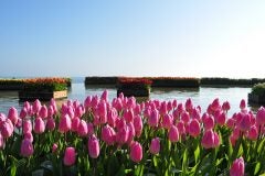 【福島県内発】 国営ひたち海浜公園アイスチューリップと 大洗磯前神社・酒列磯前神社　初詣（日帰り）1