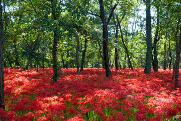 【千葉県内発】 一面真っ赤な絨毯!約500万本の巾着田「曼珠沙華」 ムーミンバレーパーク&地産地消にこだわったビュッフェレストラン 日帰り1