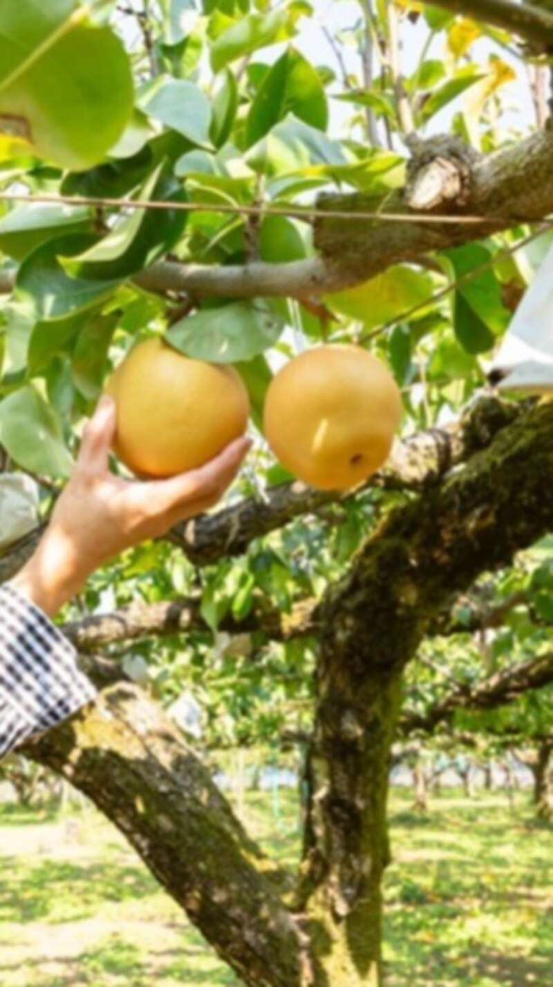 【下関・新下関発】フルーツ王国うきはde巨峰＆梨のW狩りとW美肌の湯「原鶴温泉」　日帰り2