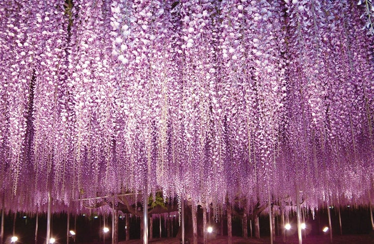 催行決定あり★[新宿発]≪花三昧≫一面、青の絨毯！ひたち海浜公園で絶景「ネモフィラ」鑑賞&あしかがフラワーパークでライトアップされた大藤棚もご堪能！2