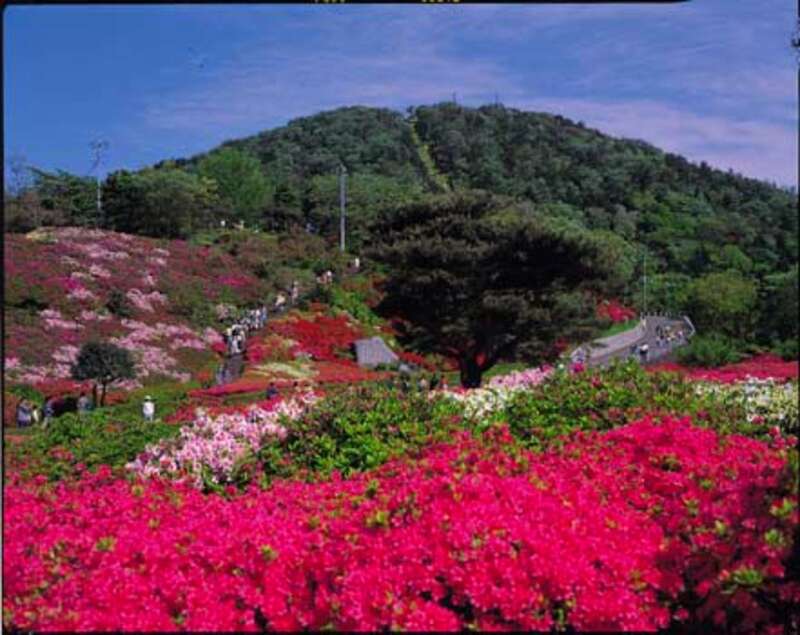 【東京駅・品川駅・横浜駅発】 【列車+観光】＜WEB予約・カード決済限定＞往復踊り子号利用！ “海”と“空”が広がる紺碧の世界と一体になれる伊豆の名所、小室山リッジウォーク“ＭＩＳＯＲＡ"　日帰り3