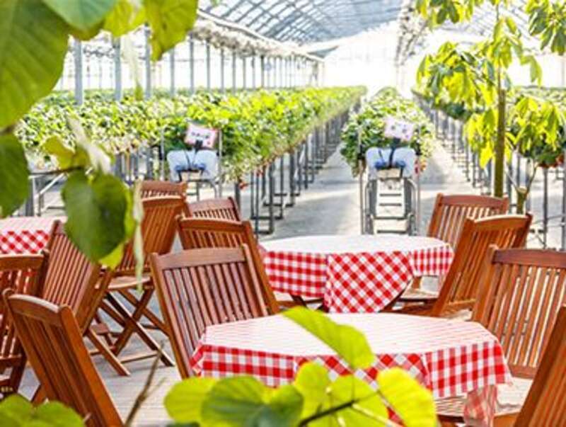 【福井メイン/南行ルート発】 滋賀県最大級「いちご園フェリーチェ」いちご狩り食べ放題とホテルで食す「カジュアルランチ」　滋賀・日帰り1