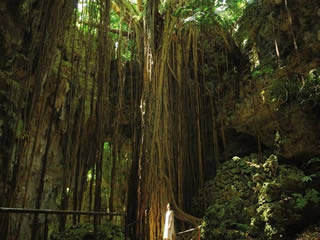 【那覇発/半日南部観光】ラドＯＳＢ号『斎場御嶽＆ガンガラーの谷ガイドツアーコース』★「斎場御嶽」→「ガンガラーの谷ガイドツアー」★※斎場御嶽入場料は含まれておりません。★￥4,800～￥5,000★2