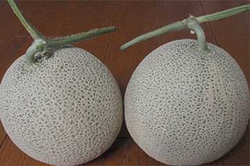 【高級フルーツ国産網目メロン２玉🍈のお土産も！/横浜・たまプラ発】高級フルーツ甲州桃狩り🍑１玉お土産＆たっぷり６０分食べ放題スペシャル！2