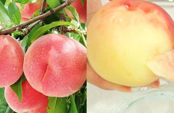 ★全日催行決定!★[新宿発]シーズン到来！甘くてジューシーなもも狩り食べ放題に山梨名物のほうとうで舌鼓♪富士山を望む忍野八海や幻想的な天然記念物「鳴沢氷穴」も体験できる日帰りバスツアー！1