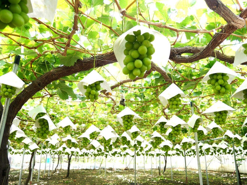 【東京都内発※町田を除く】 化粧箱入り２房１キロ付！甲州シャインマスカット狩り園内食べ放題！3