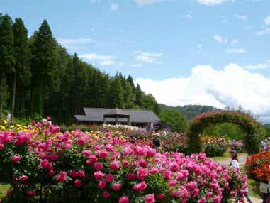 【秋田エリア発】 本場山形さくらんぼ狩り食べ放題と 750種・2万株!日本最大級の東沢バラ公園