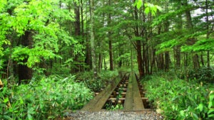 【名古屋駅発】＊日帰り弁当付＊『北アルプスの絶景　上高地　Japan Alps Kamikochi』2