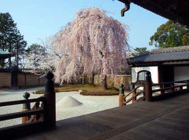 【佐賀県内／小倉発】 往復フェリー利用　１等観覧席で鑑賞する『都をどり』と京都桜紀行３日間