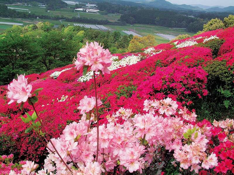 【武雄・江北・牛津・佐賀発】 山田日吉神社の大藤棚・日輪寺35,000株のツツジ・幻花アイラトビカズラ　春の熊本花三景　日帰り2