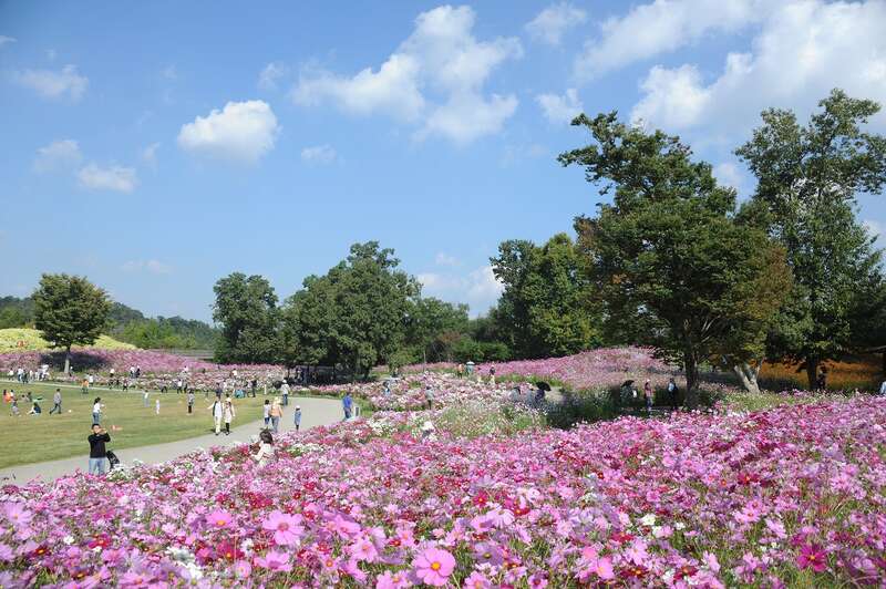 【高知県内発】 真紅のコキア・可憐なコスモス咲くまんのう公園と中津万象園「百本鳥居」・津嶋神社　日帰り2