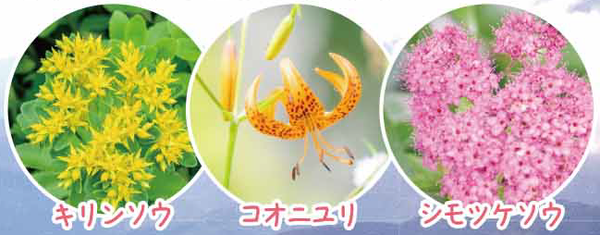 標高1,377m！高山植物の宝庫「伊吹山」お花畑ハイキング【河内磐船・枚方市・JR高槻発】2