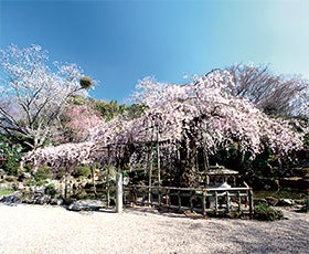 加古川・明石　発
№1825 竹林院群芳園でいただく「太閤椀」と吉野山散策3